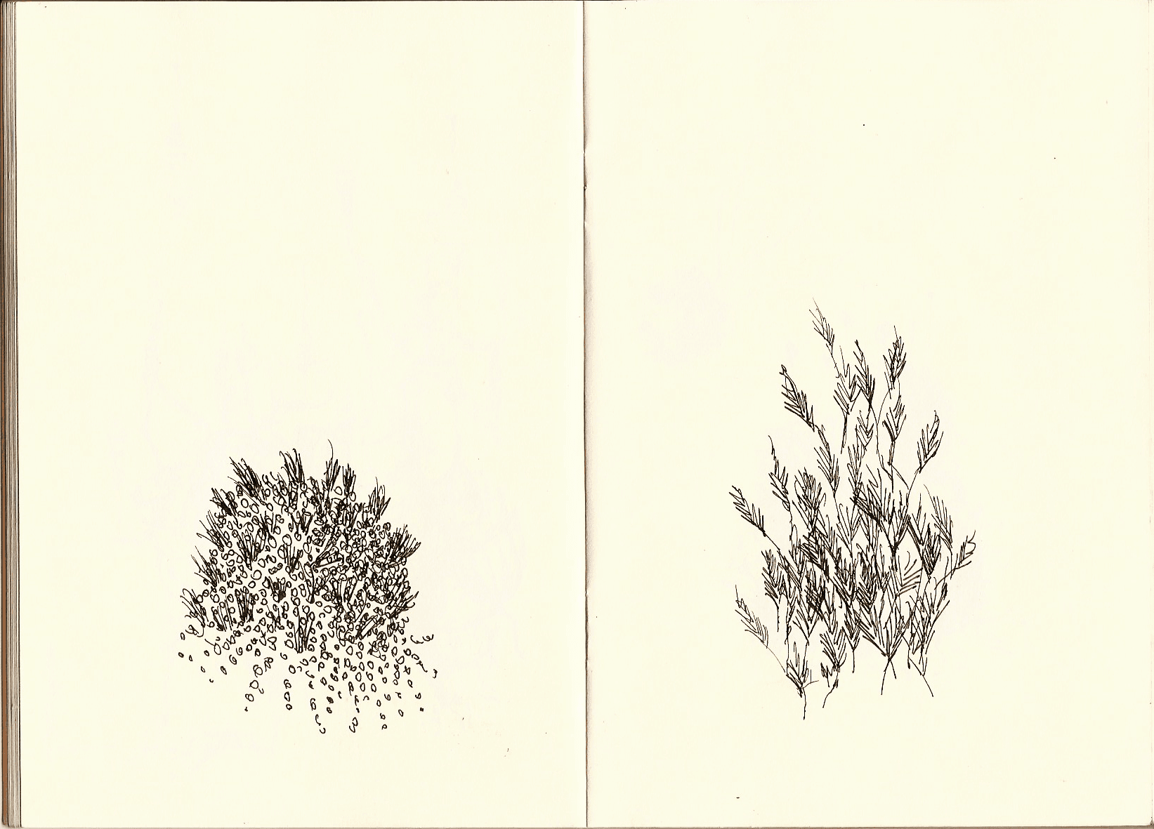 Surreal organisms — 3 of 11